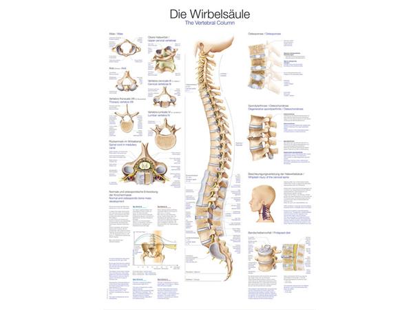 Plakat The Vertebral Column AL507